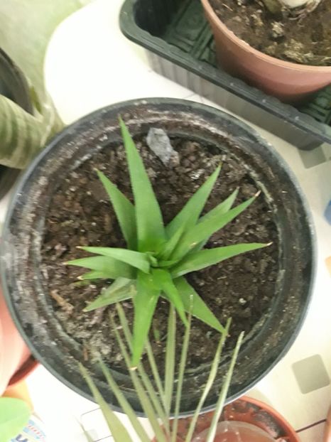 Hawothia glauca - Plantutele mele