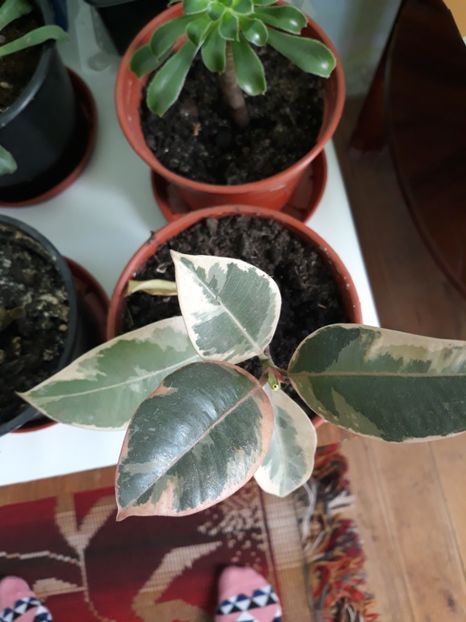 Ficus variegat - Plantutele mele