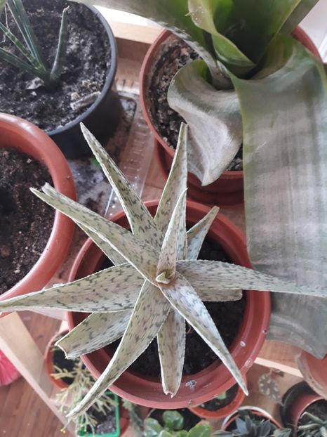 Aloe snowflakes de la auricam - Plantutele mele