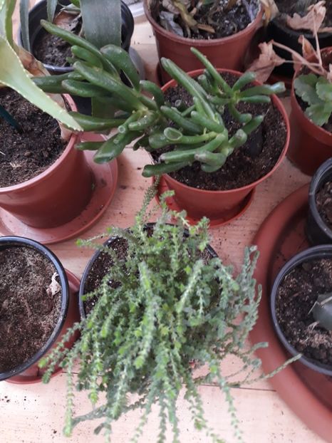 Crassula muscosa si ovata - Plantutele mele