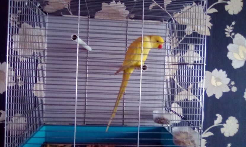 5930B72A-D842-4518-9B2E-2A0A8FF4CC7D - MATCA VOIAJORI GERMANI 2021