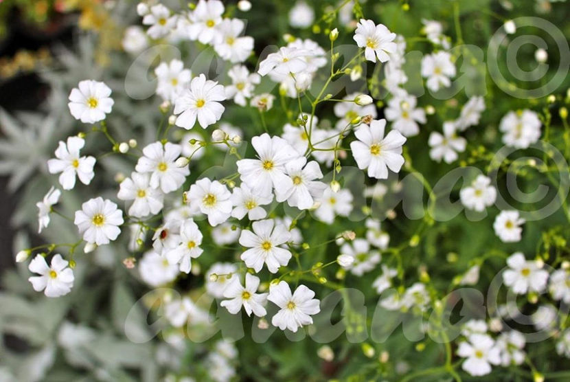  - Floarea Miresei - Gypsophila elegans