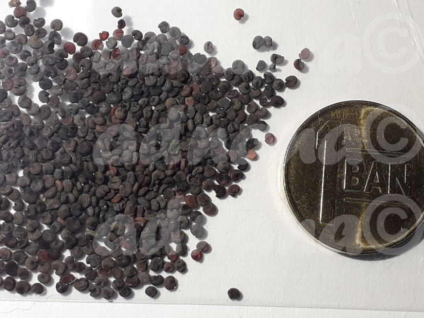  - Floarea Miresei - Gypsophila elegans