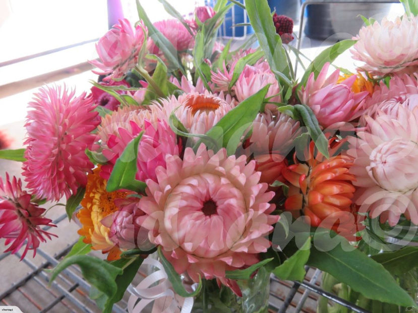  - Flori de pai - Helichrysum bracteatum
