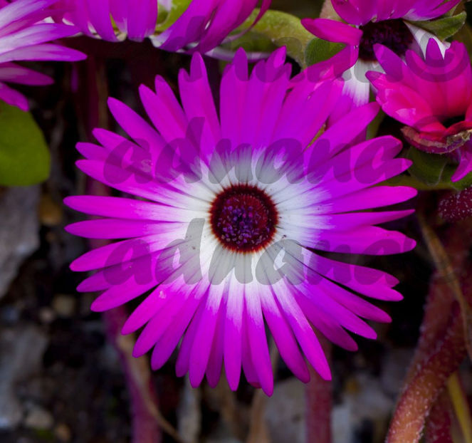  - Floarea de cristal - Dorotheanthus bellidiformis