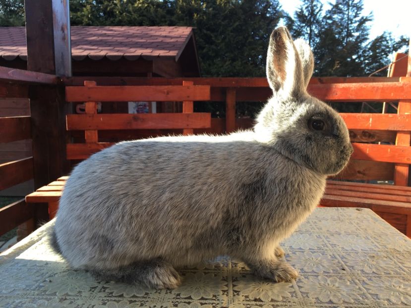 17.03.19...4 luni jumatate - F 0-1 RO 12 98154