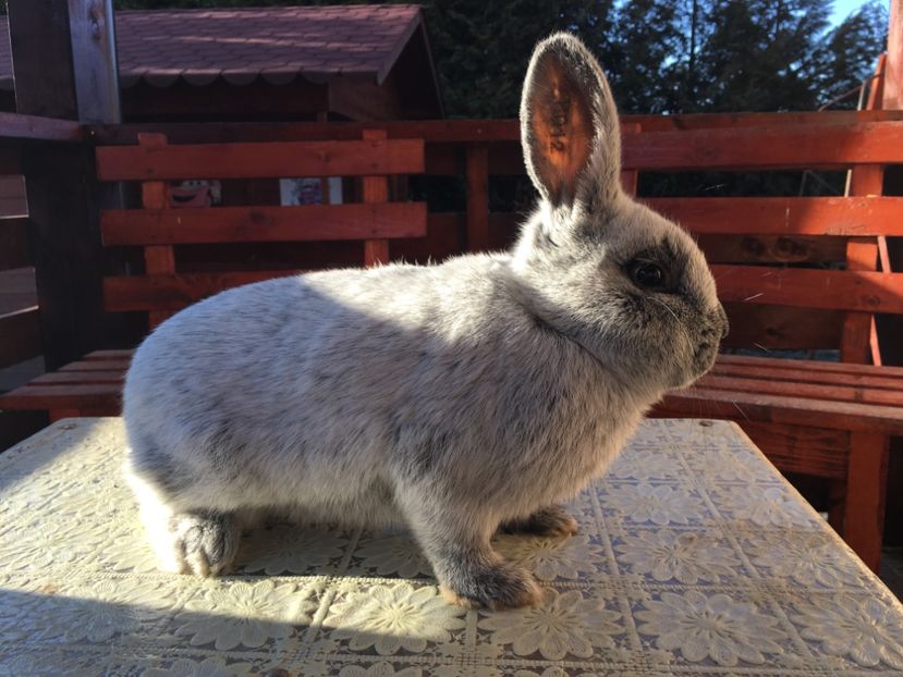 17.03.19...4 luni jumatate - M 1-0 RO 12 98153