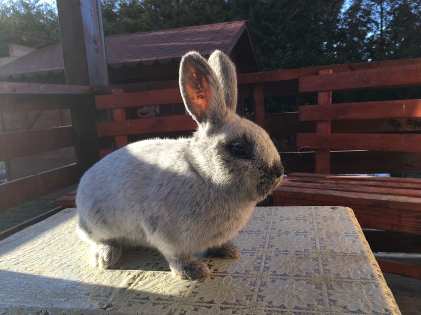 17.03.19...4 luni jumatate - M 1-0 RO 12 98153