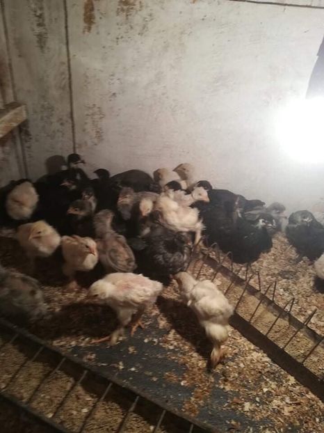 1210CB45-2FB7-4AE9-A3DC-35A542D624FA - Pui 2019