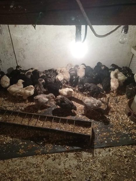 5CE99B77-04E4-4F96-B246-BEAE44312A80 - Pui 2019