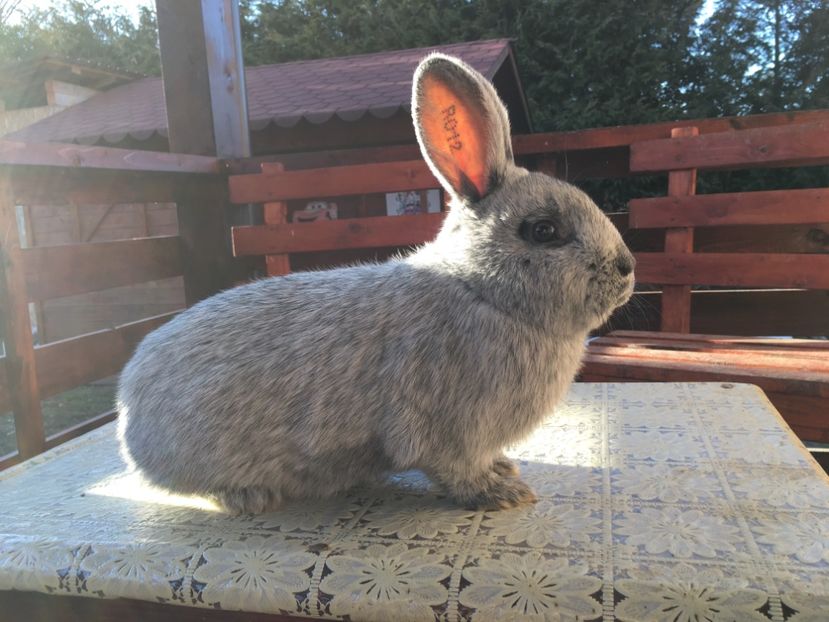 17.03.19...4 luni - M 1-0 RO 12 1916