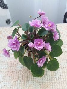 Cirelda 5 lei - A Violete Africane