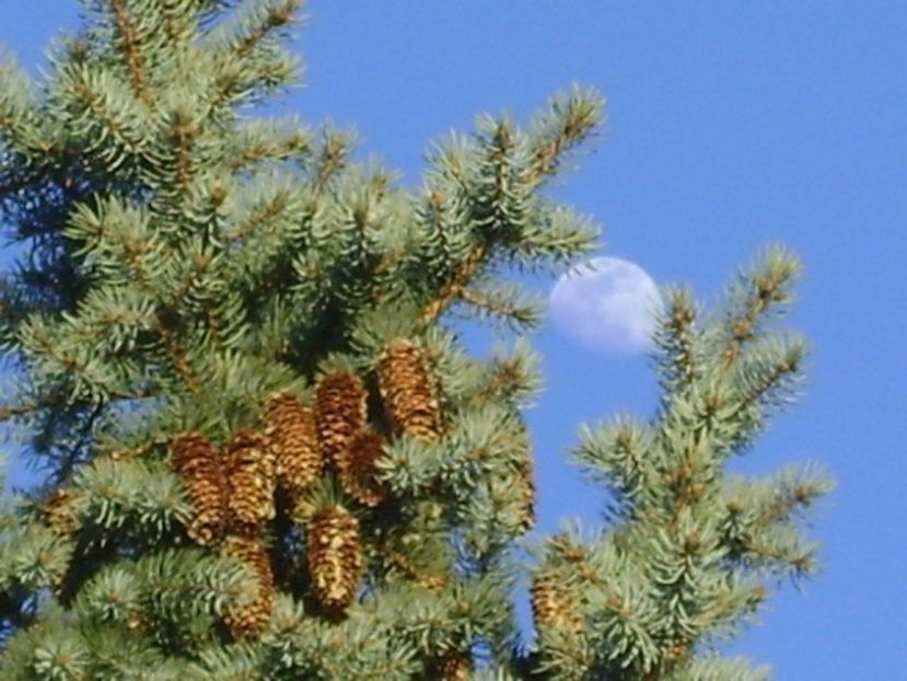 Luna in crestere in Leu - Luna - Soarele si norii - 1