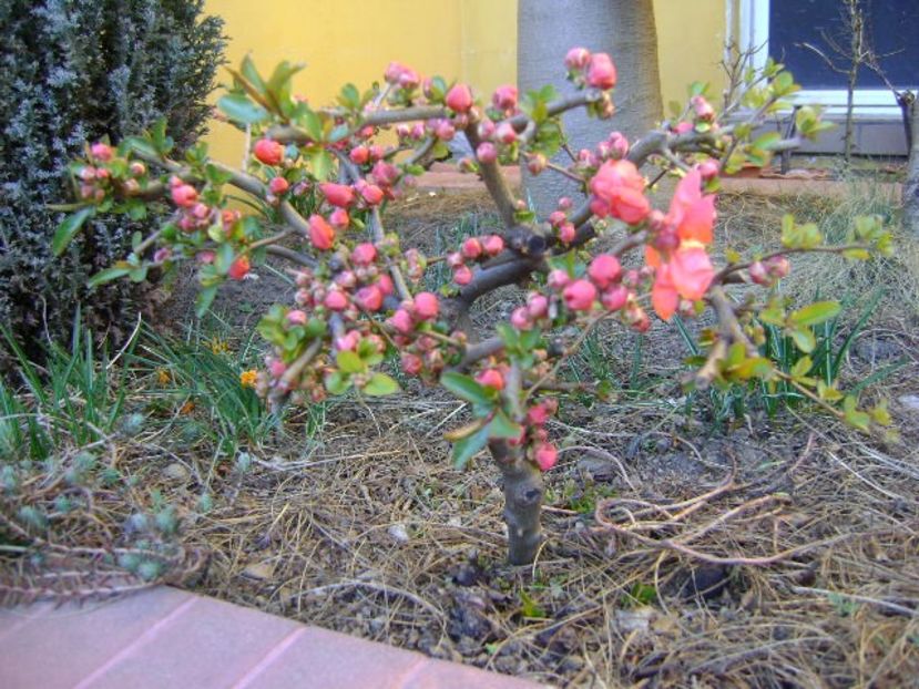 Gutui japonez - Bonsai si prebonsai 2018-2020