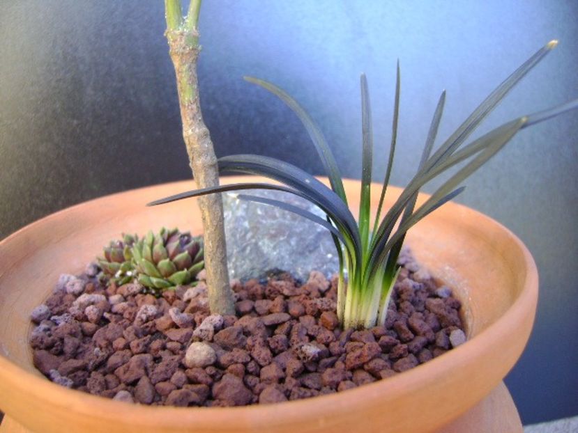Barba sarpelui (Ophiopogon planiscapus) - Bonsai si prebonsai 2018-2020