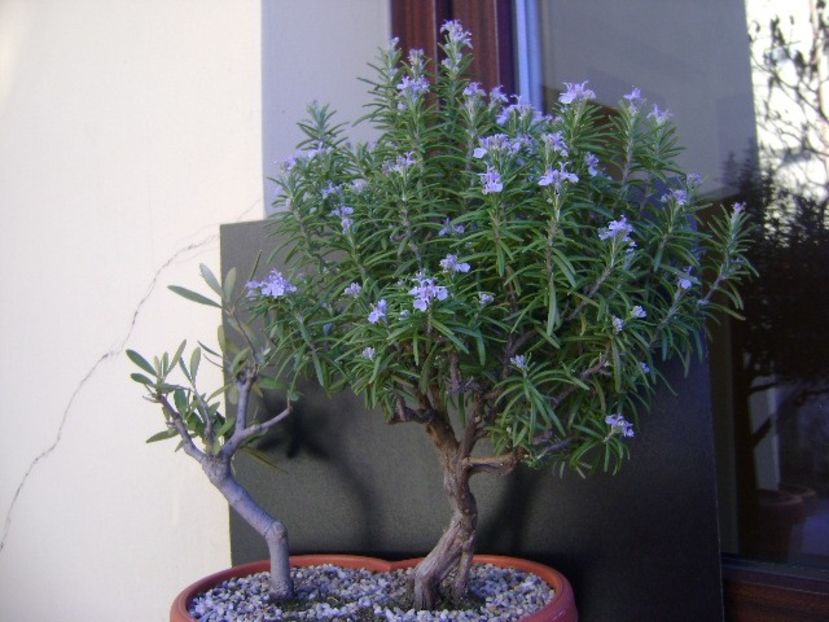 Rozmarin in floare - Bonsai si prebonsai 2018-2020