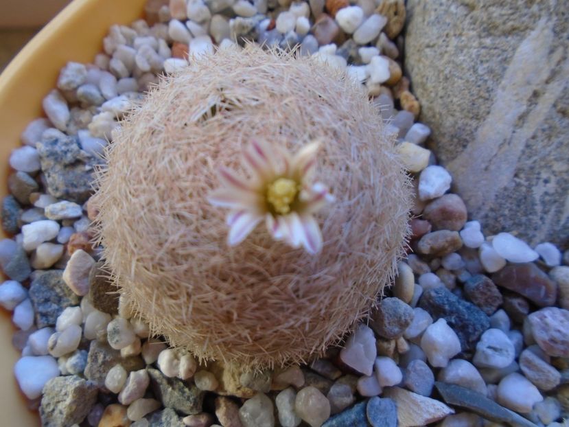 Mart. 2019: Mammillaria lasiacantha, locatie FR 758 - Flori in plina iarna