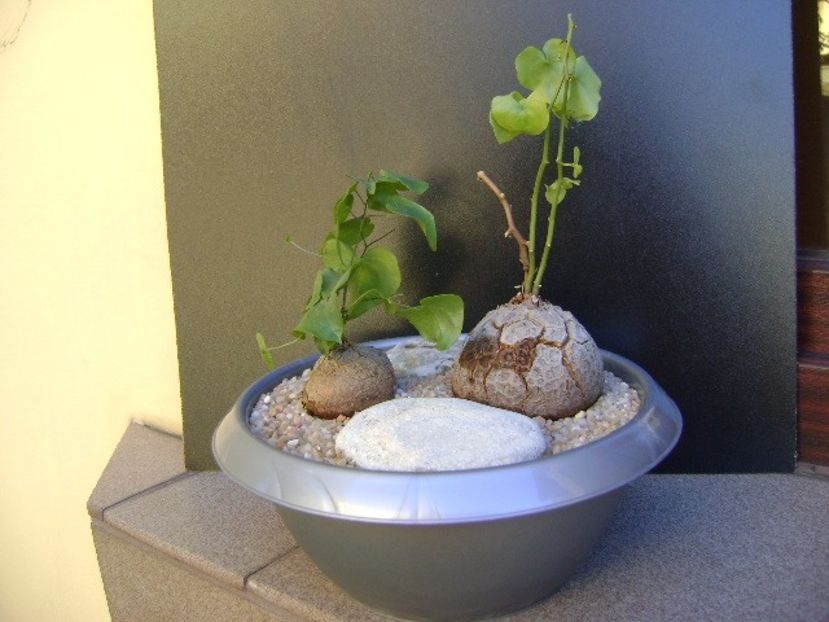 Dioscorea elephantipes - Caudiciforme si bulbi 2019