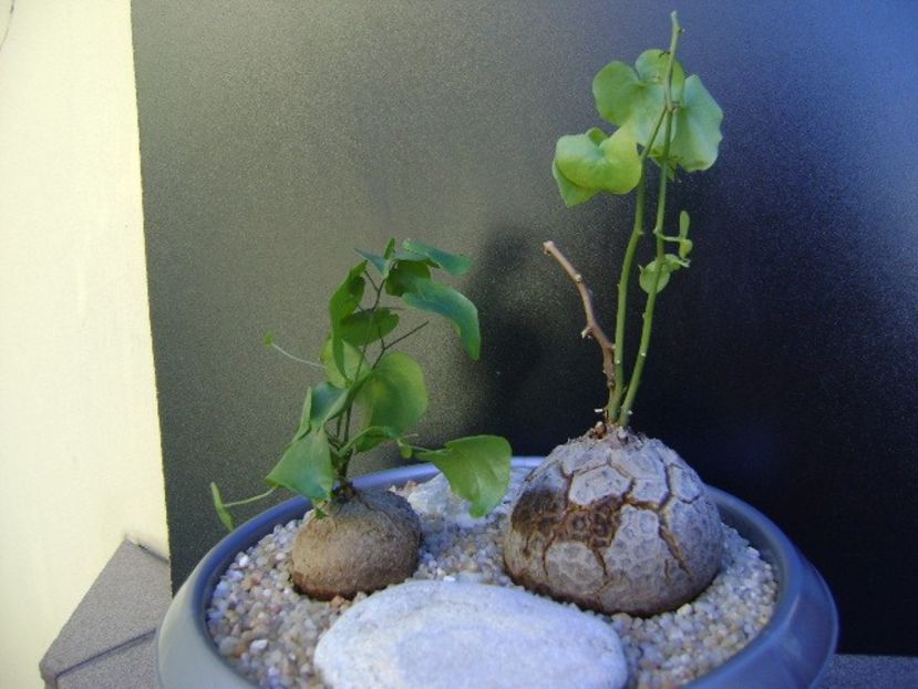 Dioscorea elephantipes - Caudiciforme si bulbi 2019