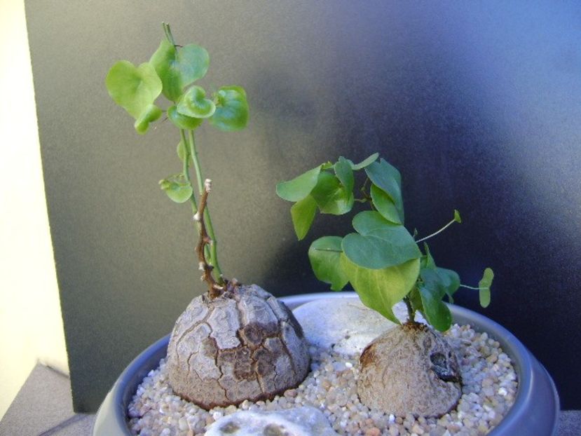 Dioscorea elephantipes - Caudiciforme si bulbi 2019