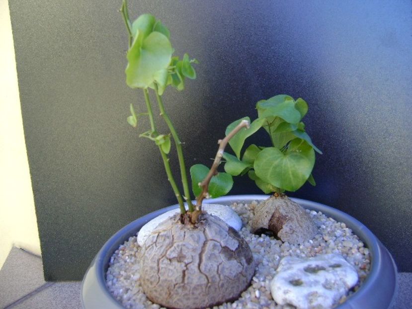 Dioscorea elephantipes - Caudiciforme si bulbi 2019
