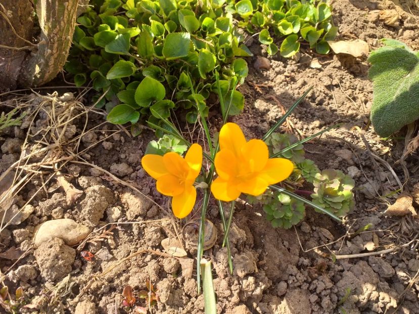  - 2019 Flori de gradina