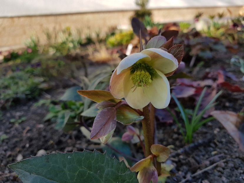 Candy Love - 2019 Martie _Helleborus