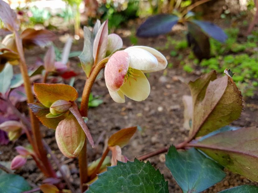 Helleborus Candy Love - 2019 Martie _Helleborus