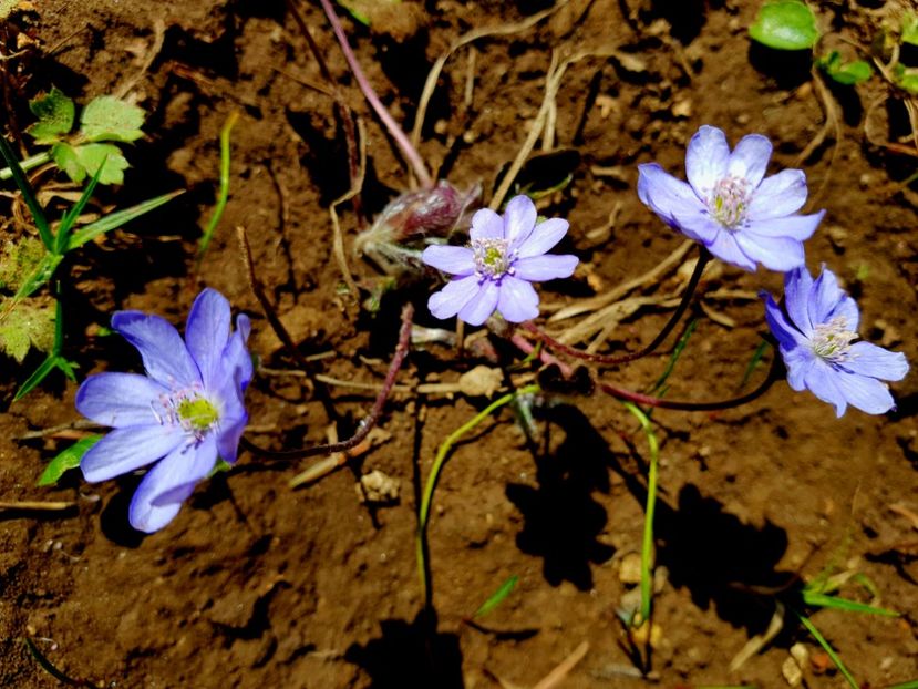 Hepatica - 2019 Martie _Helleborus
