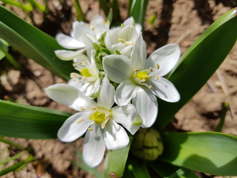 Puschinia Libanotica alba ? - 2019 Martie _Helleborus