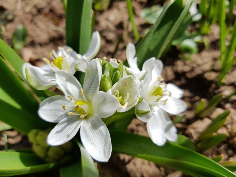 - 2019 Martie _Helleborus