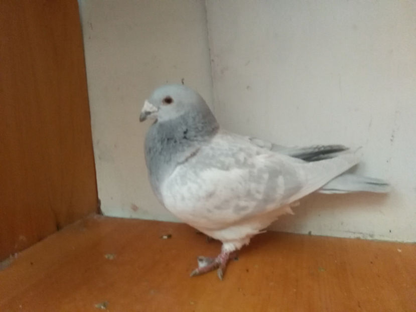 M 2014 - Porumbei  vinduti