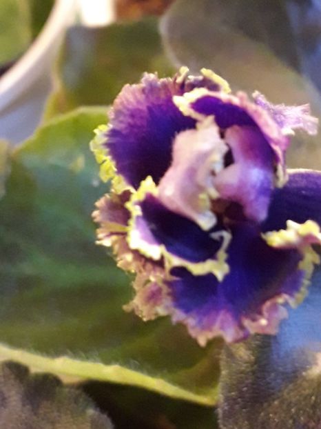  - VIOLETE IN COLECTIEpoze net----