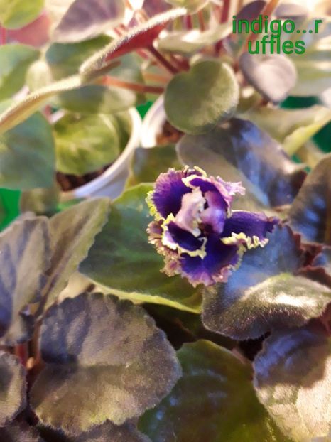  - VIOLETE IN COLECTIEpoze net----