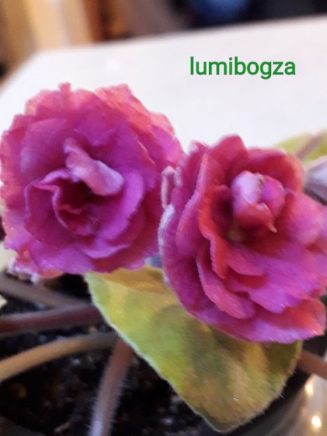  - VIOLETE IN COLECTIEpoze net----