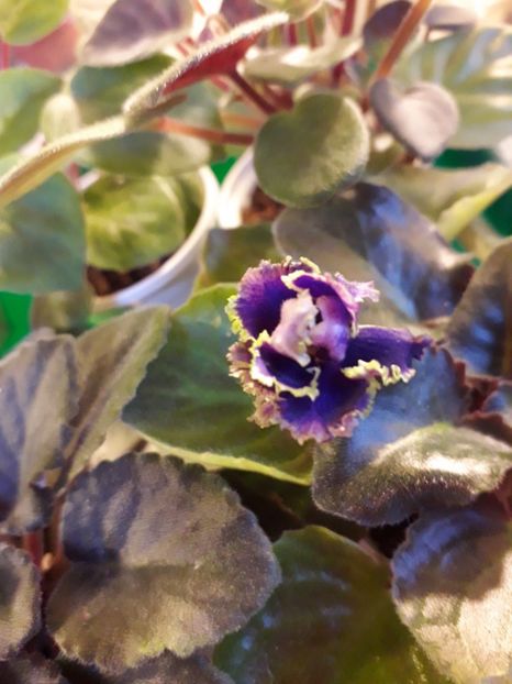  - VIOLETE IN COLECTIEpoze net----