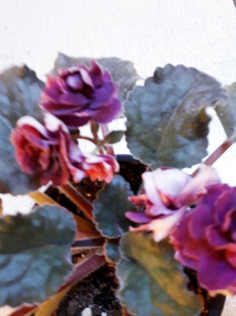  - VIOLETE IN COLECTIEpoze net----