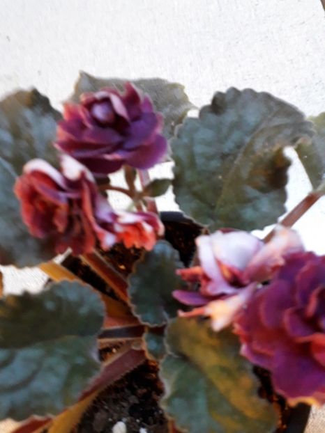  - VIOLETE IN COLECTIEpoze net----