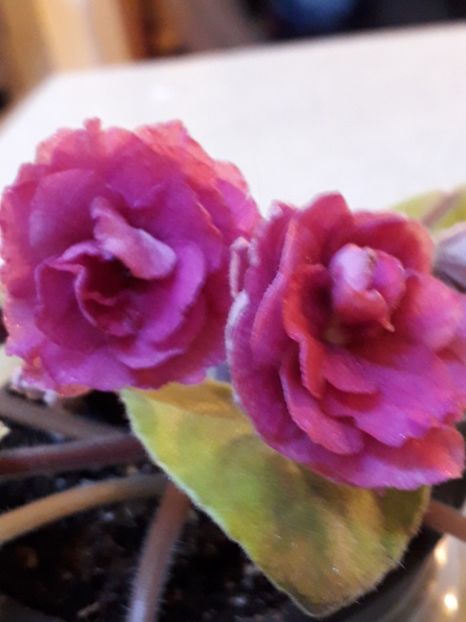  - VIOLETE IN COLECTIEpoze net----
