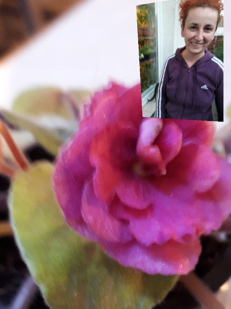  - VIOLETE IN COLECTIEpoze net----