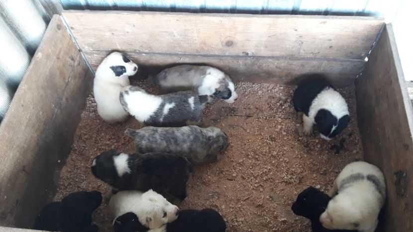 18 . 03 . 2019 . - ASIA - CENTRALĂ