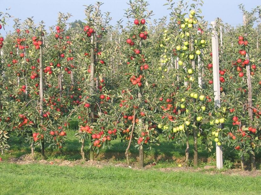 1024px-Intensive_apple_orchard - Pomi fructiferi -0725840353