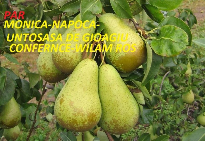 800px-Conference_pear - Pomi fructiferi -0725840353