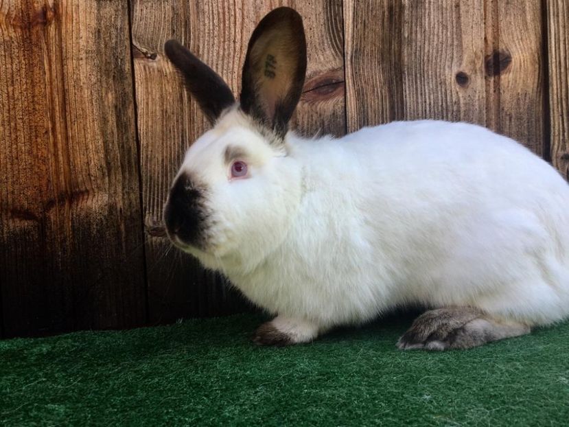 IMG-20190317-WA0026 - Mascul 878