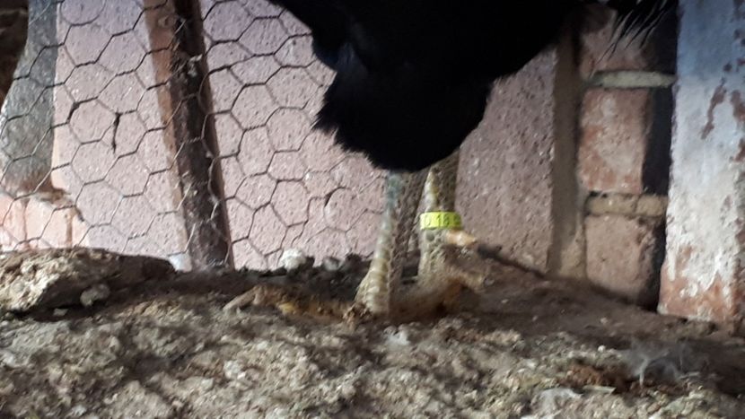  - Araucana argintiu 2019