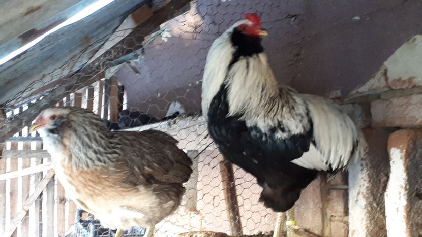  - Araucana argintiu 2019