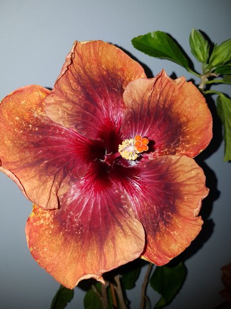  - HIBISCUS 2019