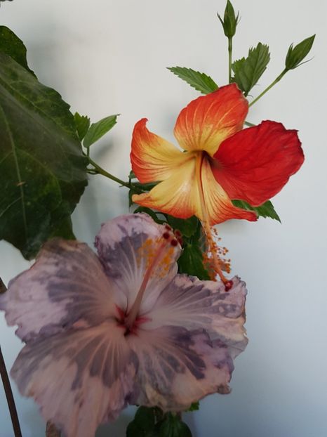  - HIBISCUS 2019