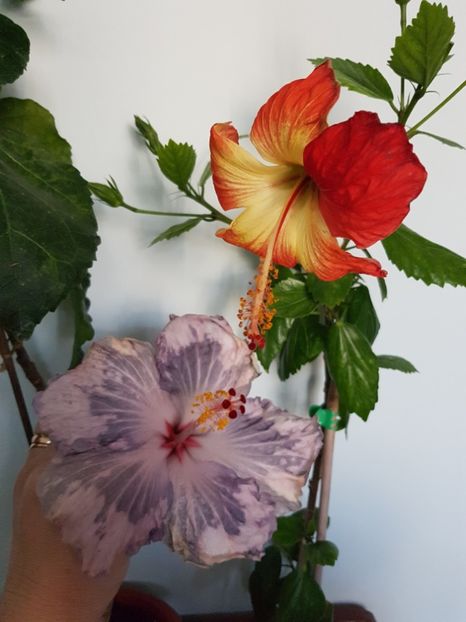  - HIBISCUS 2019