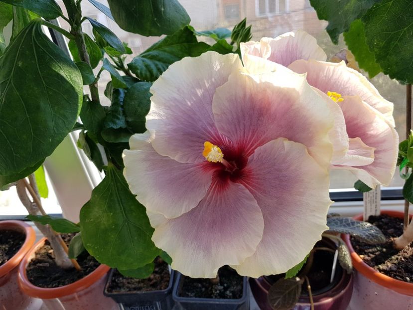  - HIBISCUS 2019